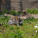 今見られる！上野動物園の赤ちゃん（2）ワオキツネザル