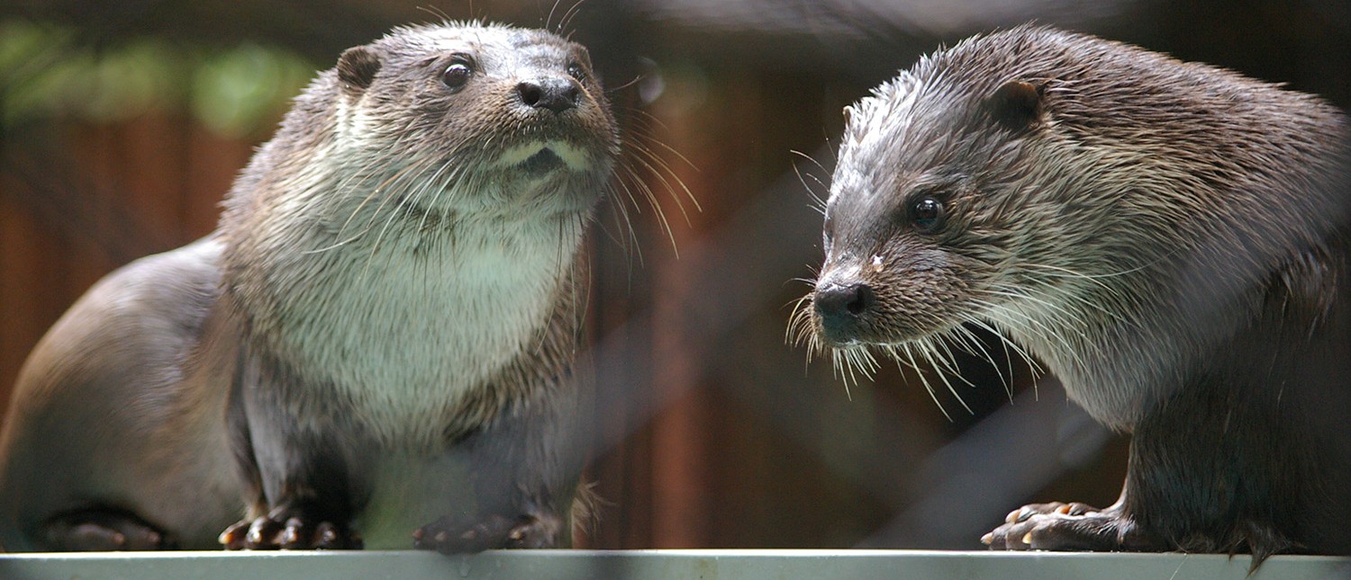 ユーラシアカワウソ