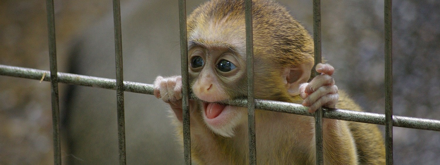 ブラッザグェノン