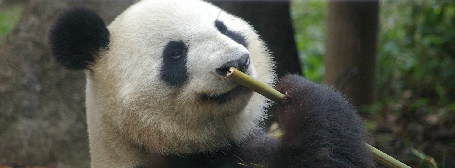 パンダ