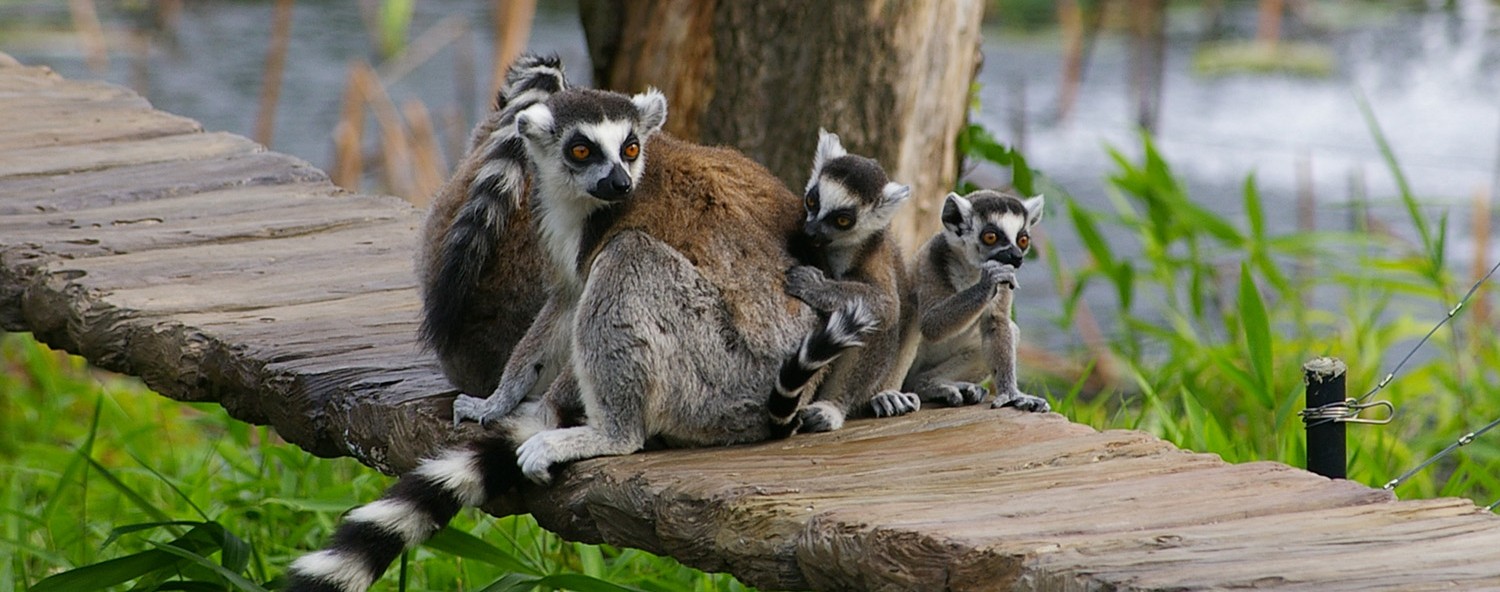 ワオキツネザル