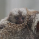 コモンマーモセットの赤ちゃん（大森山動物園）