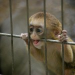 今見られる！上野動物園の赤ちゃん（1）ブラッザグェノン