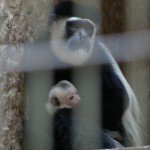 アビシニアコロブスの赤ちゃん（上野動物園）