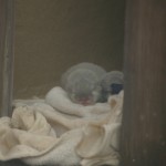 コツメカワウソの赤ちゃん（サンシャイン水族館）